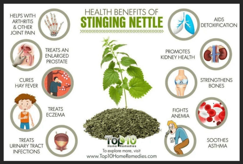 Wild Stinging Nettle Elixir - Big Mike Buys