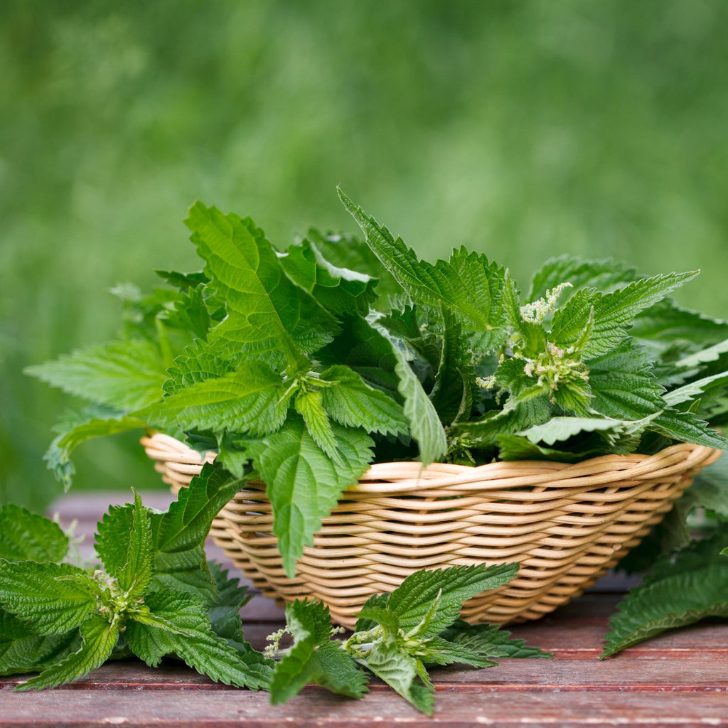Wild Stinging Nettle Elixir - Big Mike Buys
