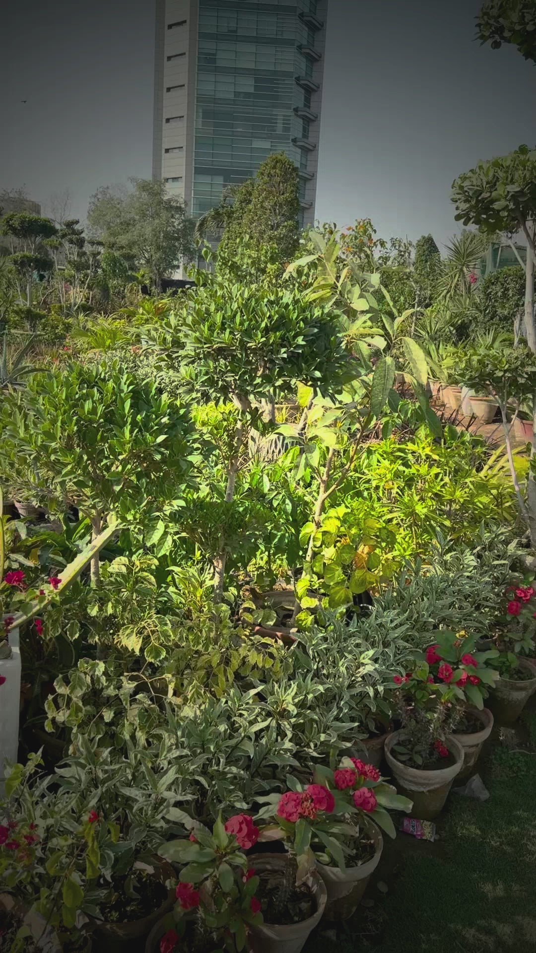 The 5-Minute Garden